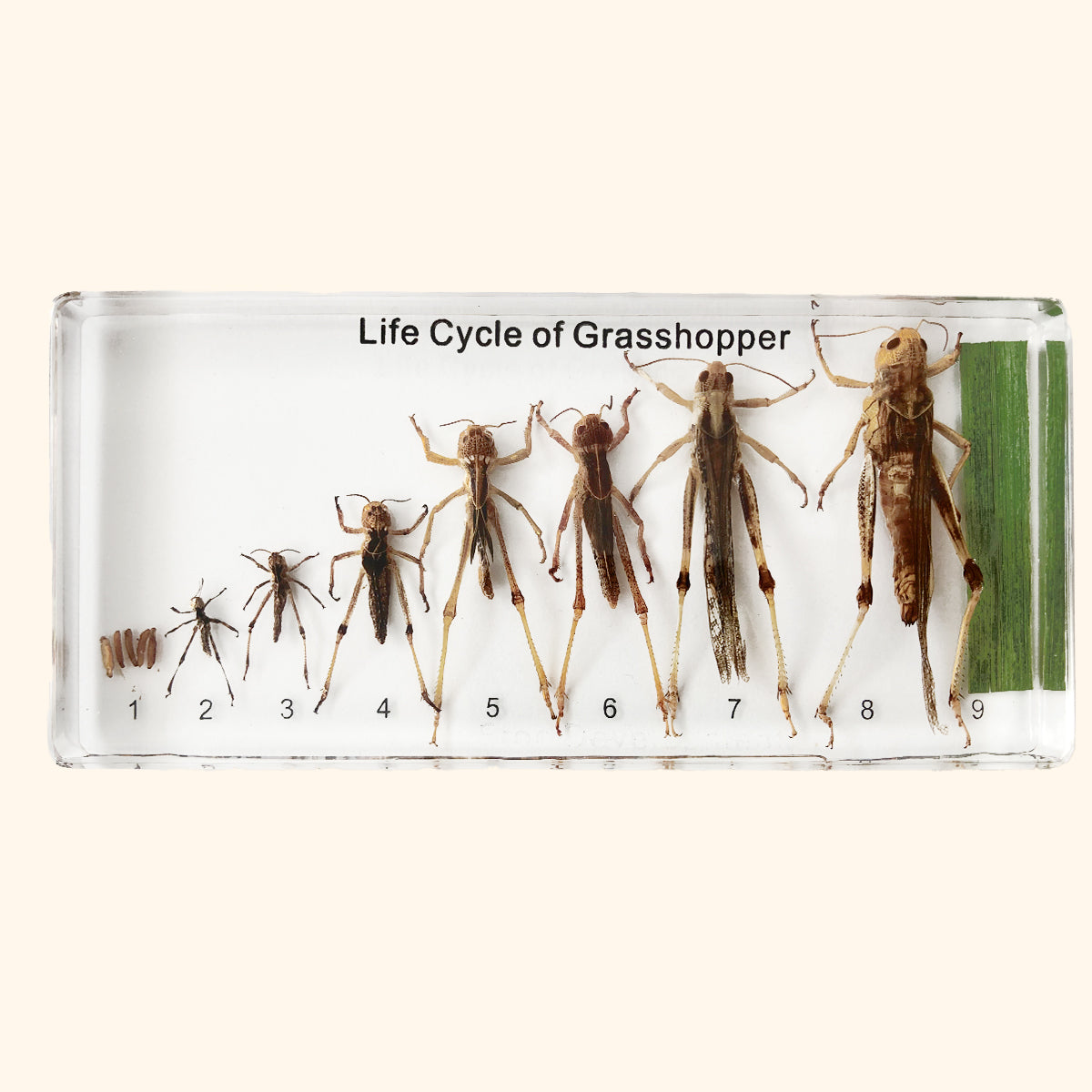 Zaliaty exemplár Vývoj lúčneho koníka