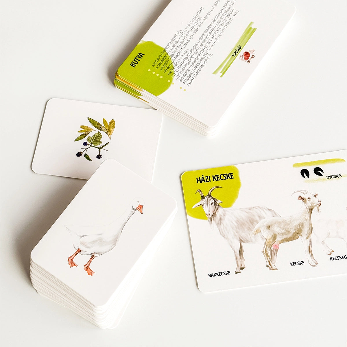 Sada edukačných kariet domáce zvieratá HU