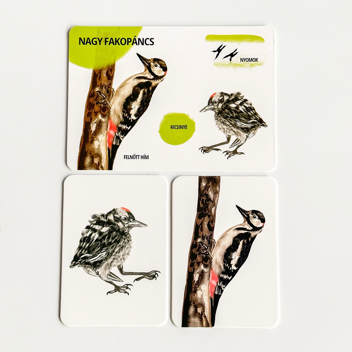 Sada edukačných kariet lesné zvieratá HU