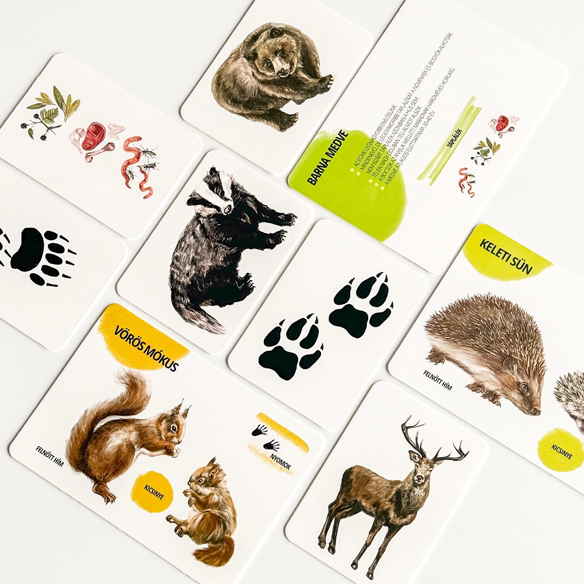 Sada edukačných kariet lesné zvieratá HU