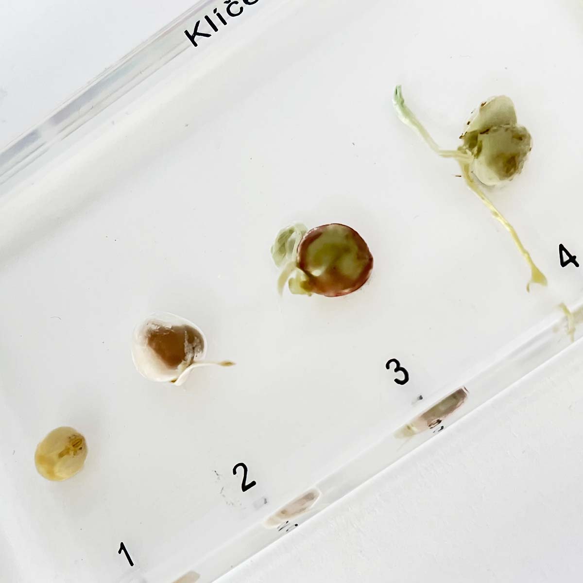 Zaliaty exemplár Hrach