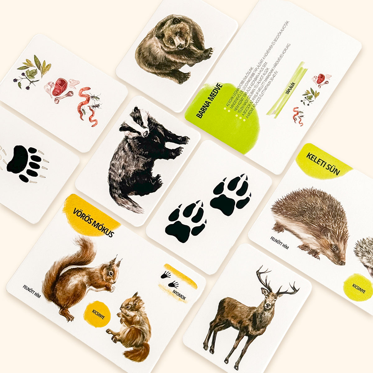 Sada edukačných kariet lesné zvieratá HU