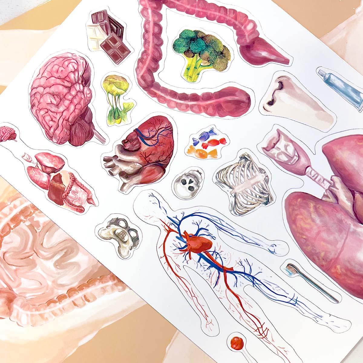 MAGBOOK - magnetická knižka - ľudské telo