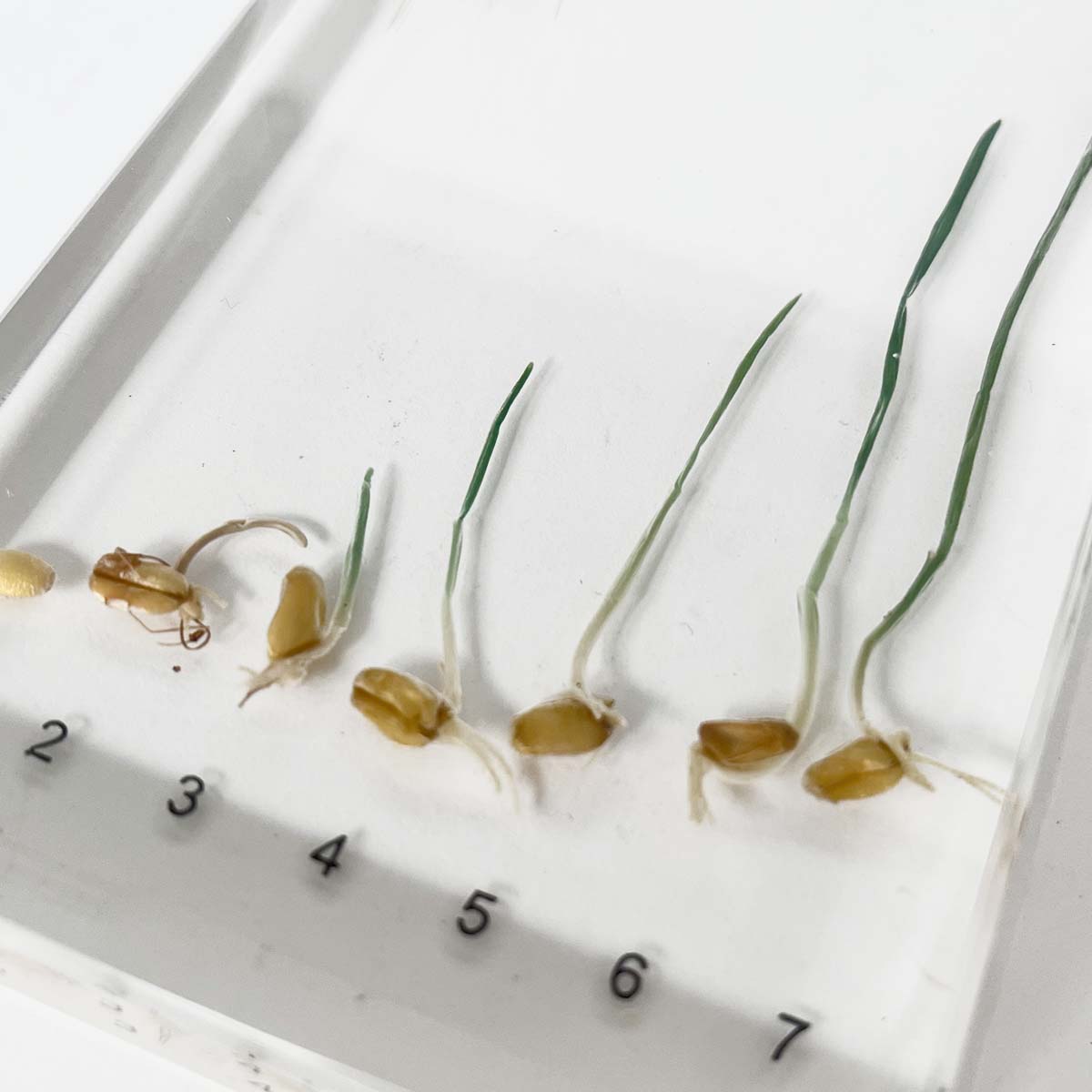 Zaliaty exemplár Pšenica