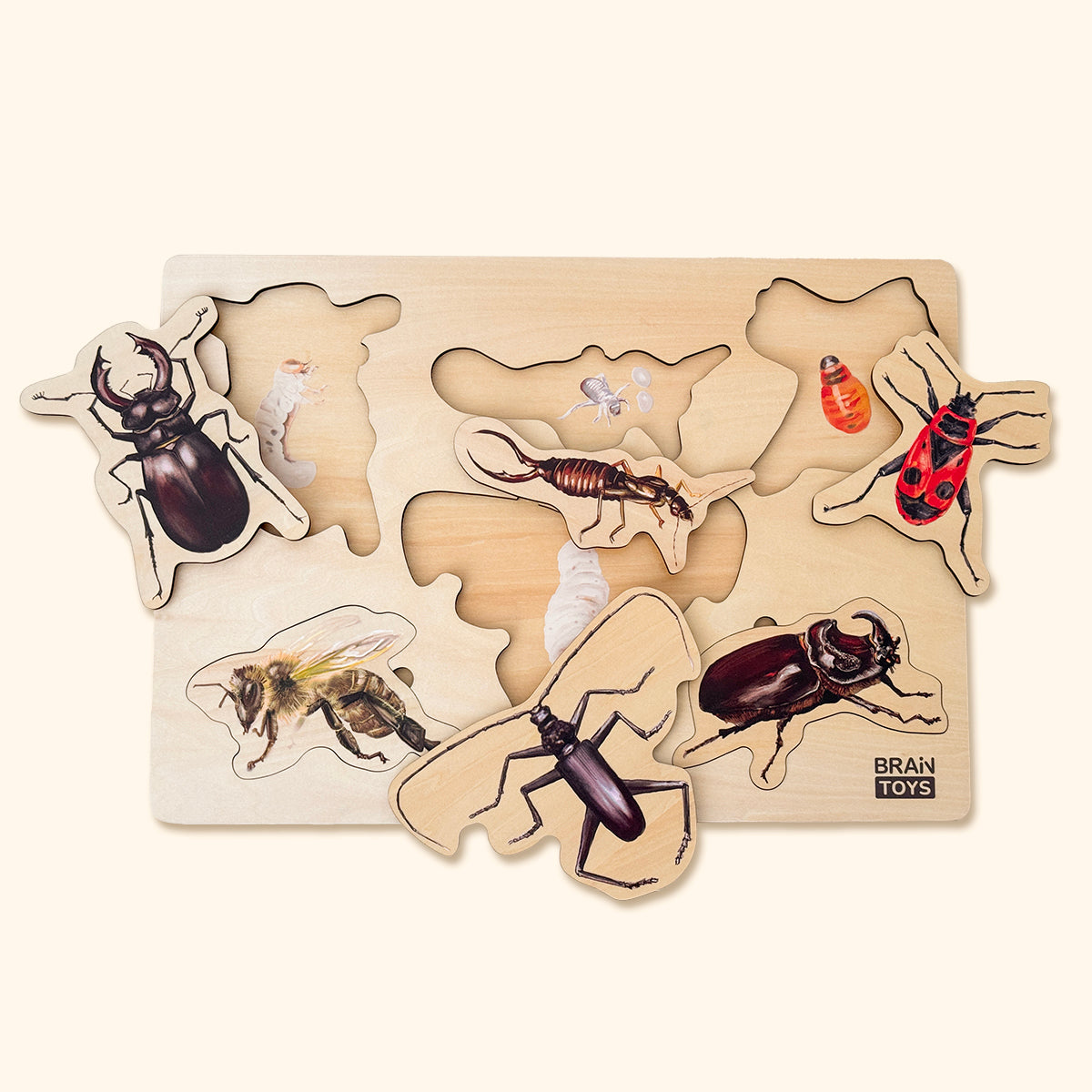 Drevené puzzle - Hmyz