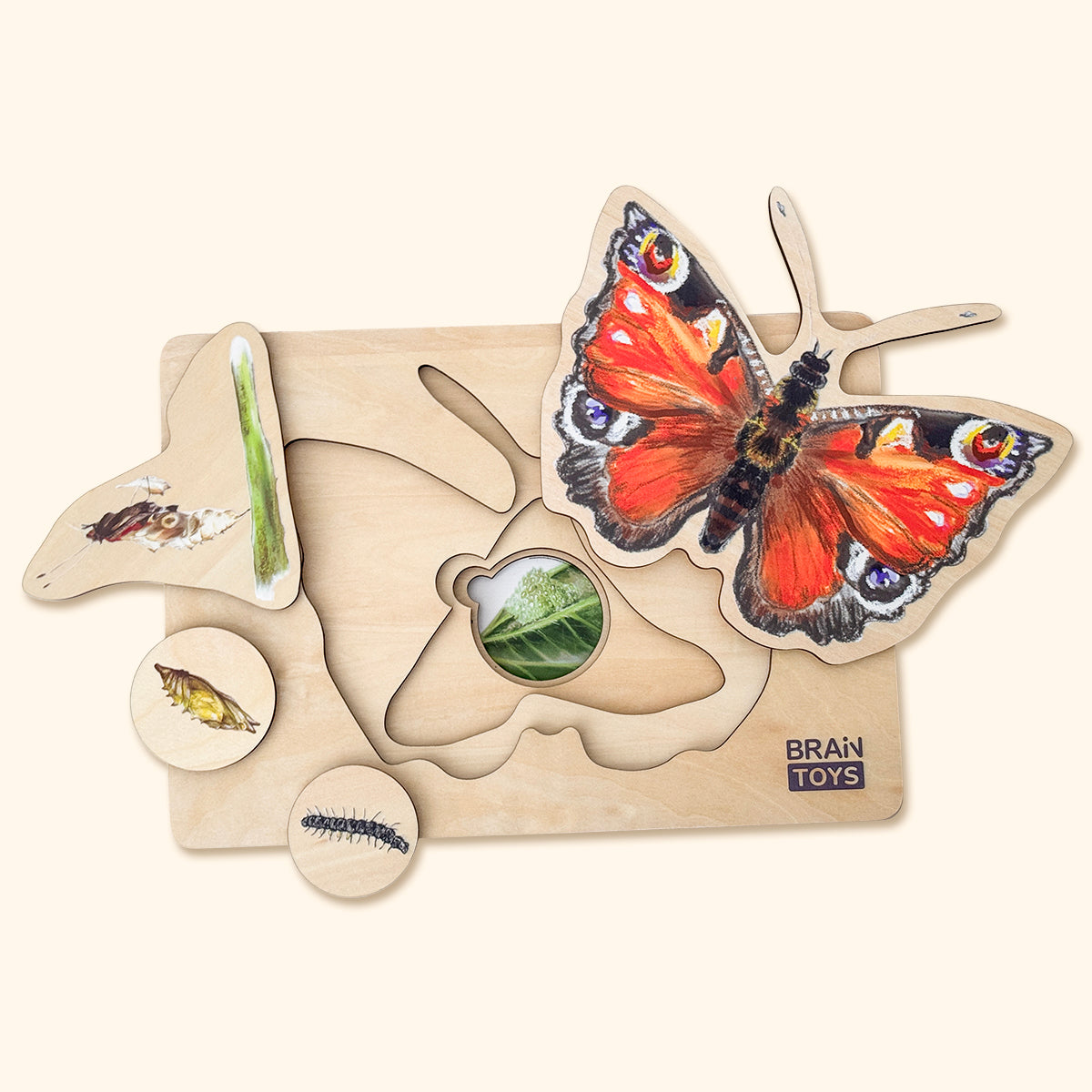 Drevené puzzle - Vývoj motýľa