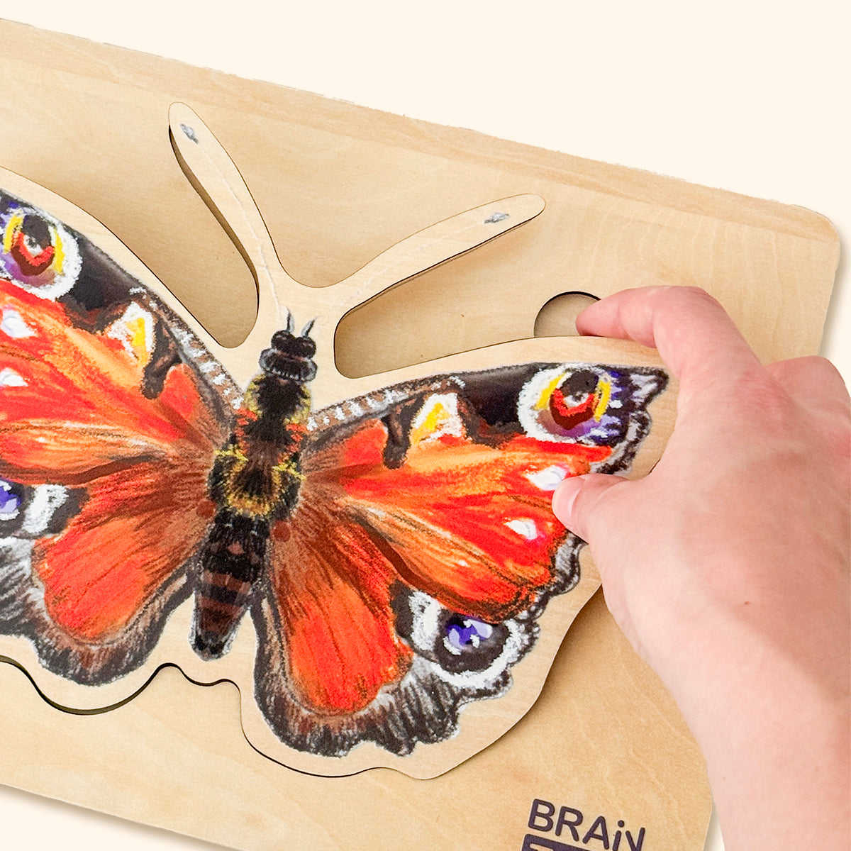 Drevené puzzle - Vývoj motýľa