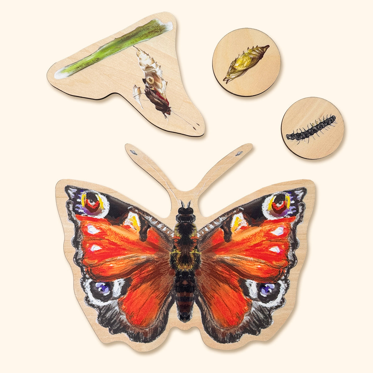 Drevené puzzle - Vývoj motýľa