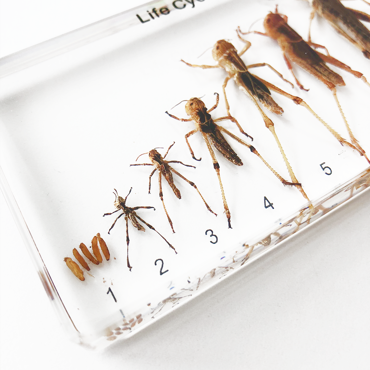 Zaliaty exemplár Vývoj lúčneho koníka