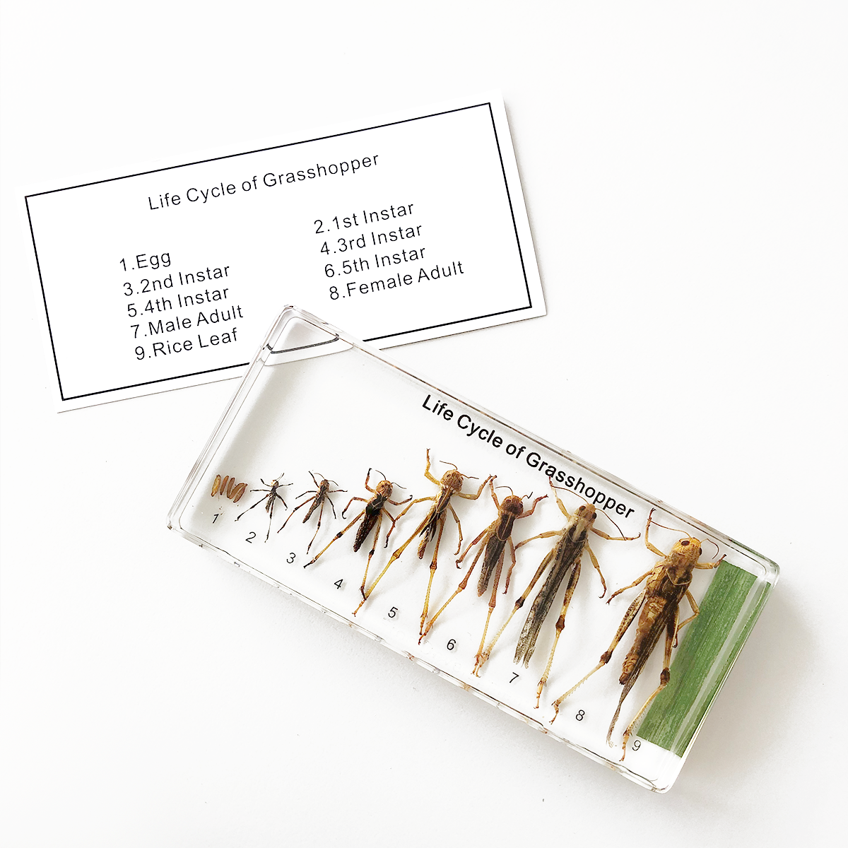 Zaliaty exemplár Vývoj lúčneho koníka