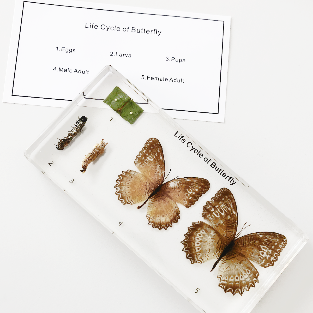 Zaliaty exemplár Vývoj motýľa