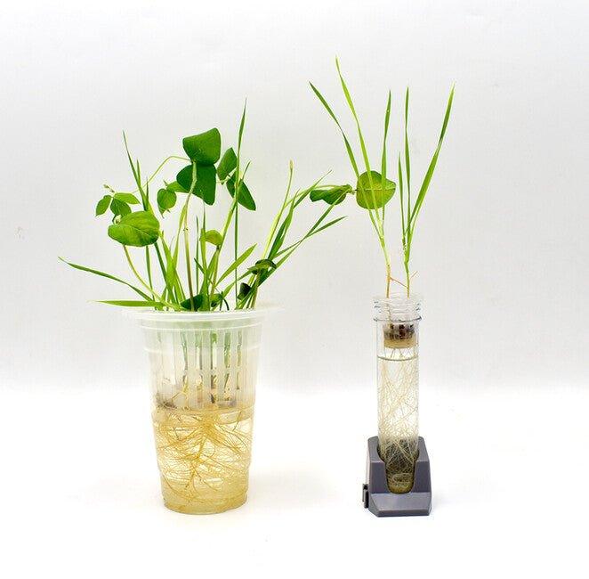 Zázračný svet - Pestovanie rastlín - Lerni.sk