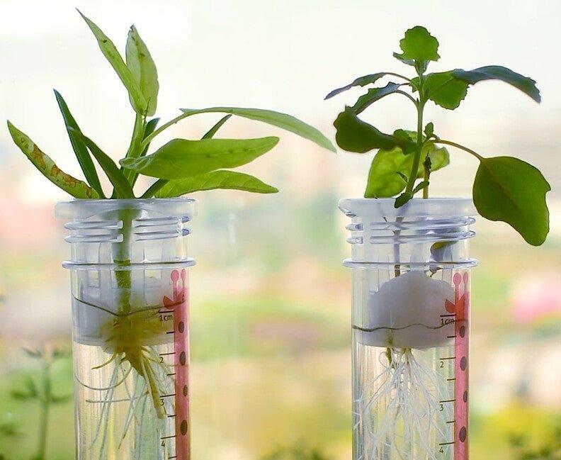 Zázračný svet - Pestovanie rastlín - Lerni.sk