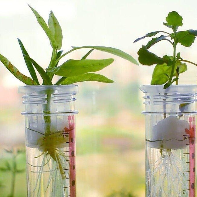 Zázračný svet - Pestovanie rastlín - Lerni.sk