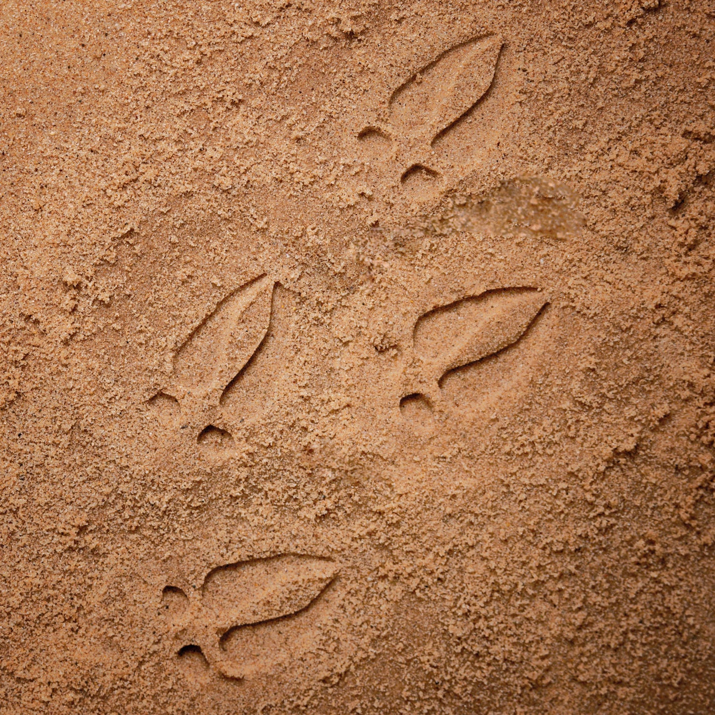 Stopy lesné zvieratká