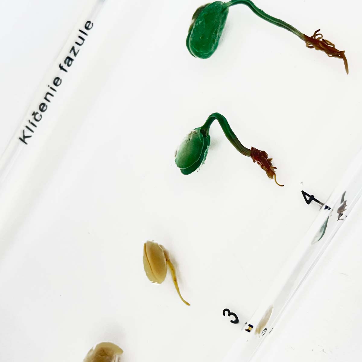 Zaliaty exemplár Fazuľa