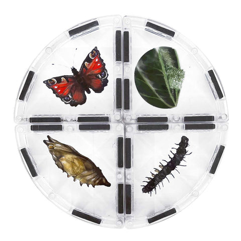 kruh postavený z kúskov stavebnice colormag clear  s kartičkami vývoja motýľa