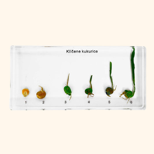Zaliaty exemplár Kukurica