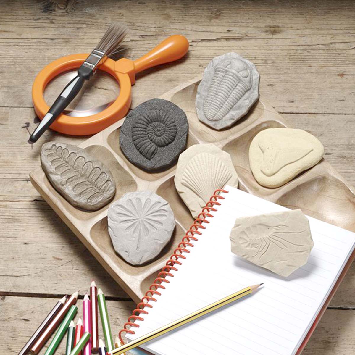 kamenné odliatky fosílií umiestnených na drevenej triediacej doske vedľa lupy, štetca a zápisníka s ceruzkami