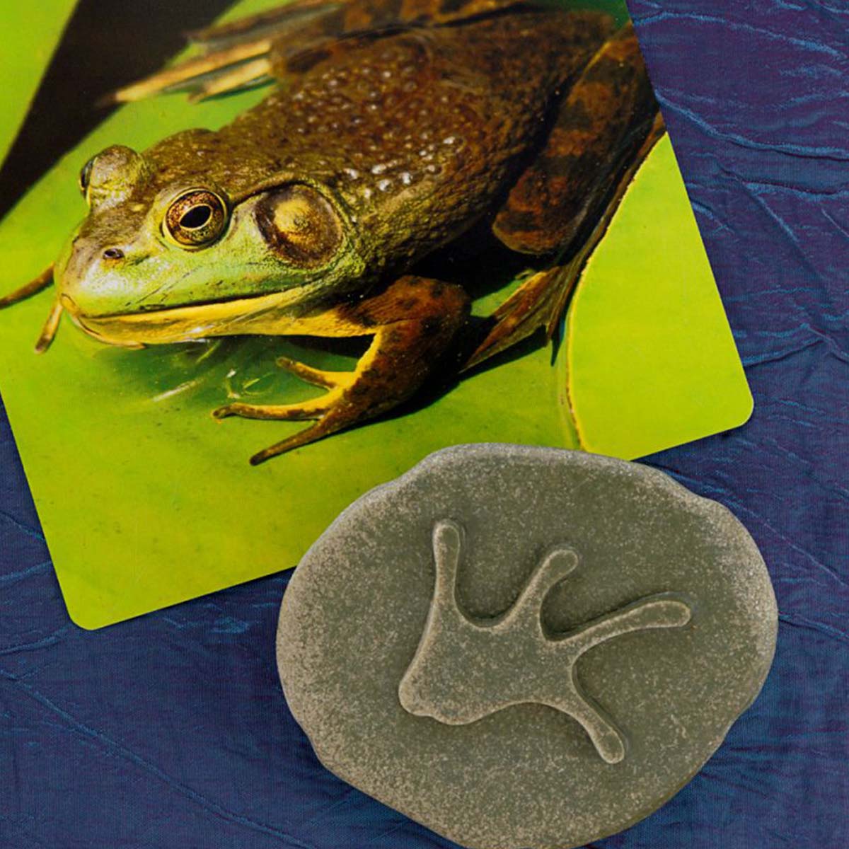 zelená žaba na zelenom lekne a jeho kamenná stopa