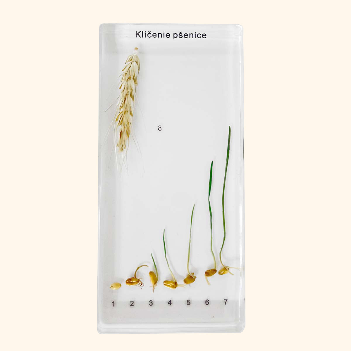 Zaliaty exemplár Pšenica