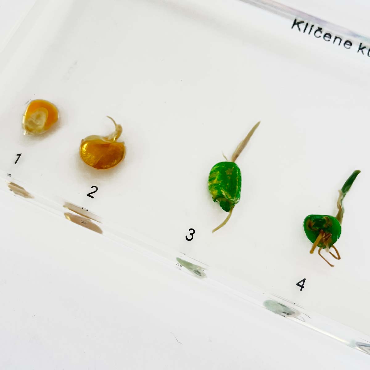 Zaliaty exemplár Kukurica