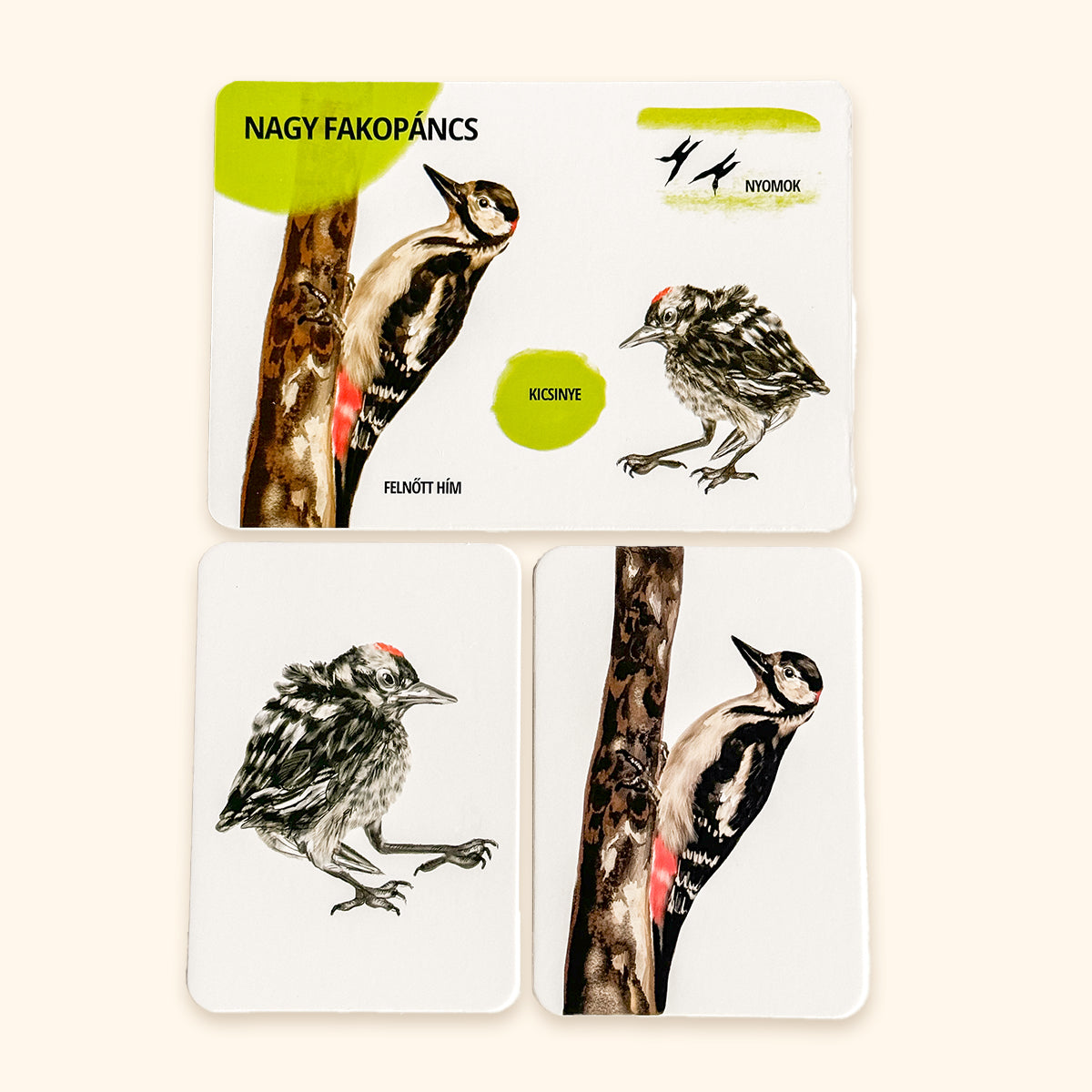 Sada edukačných kariet lesné zvieratá HU