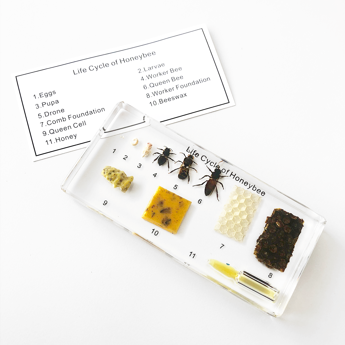 Zaliaty exemplár Vývoj včely medonosnej